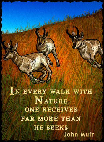 In Every Walk With Nature - Nature #936